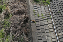 桜ヶ丘　河原猫