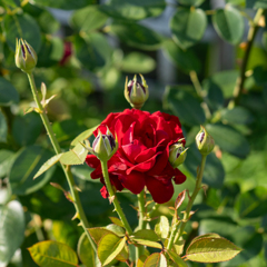 夏薔薇
