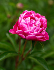 采女の衣　芍薬