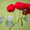 薔薇