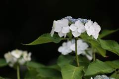 明月院　紫陽花 (2)