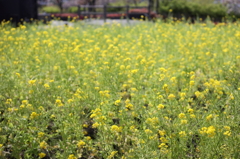 菜の花