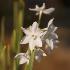 ペーパーホワイト