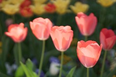 チューリップ