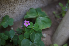片隅に咲く小さな花　ムラサキカタバミ