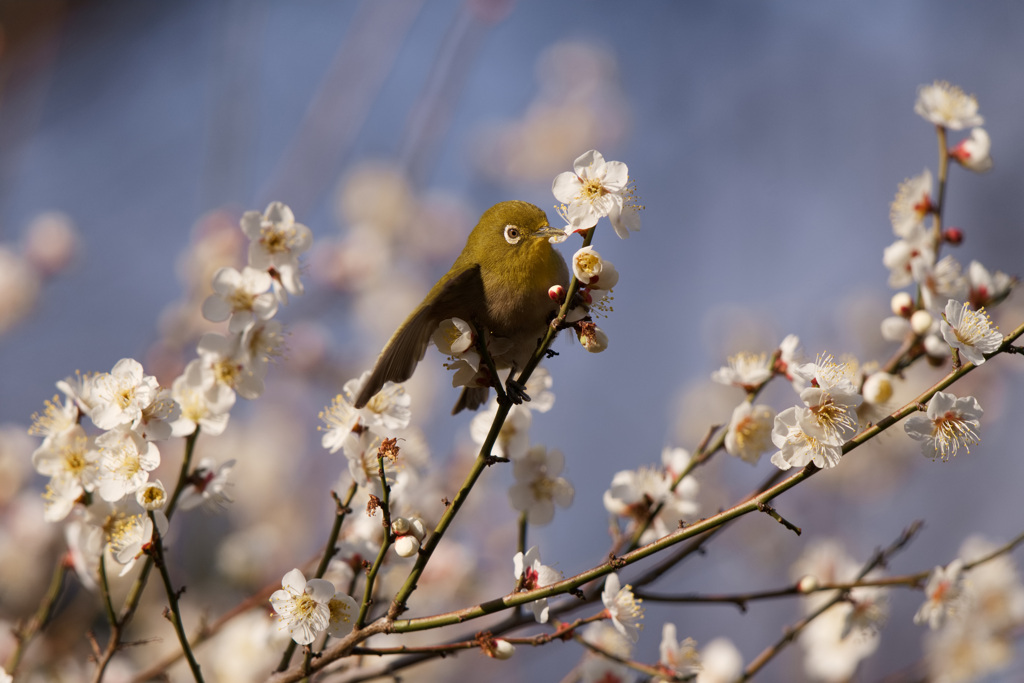 梅とメジロ