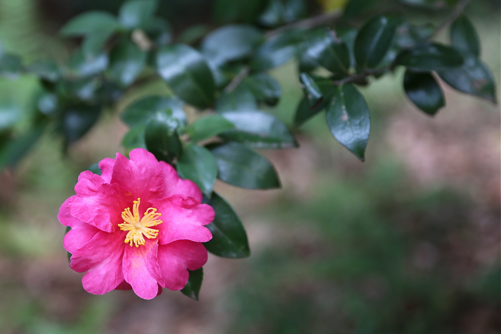 小石川後楽園 　山茶花