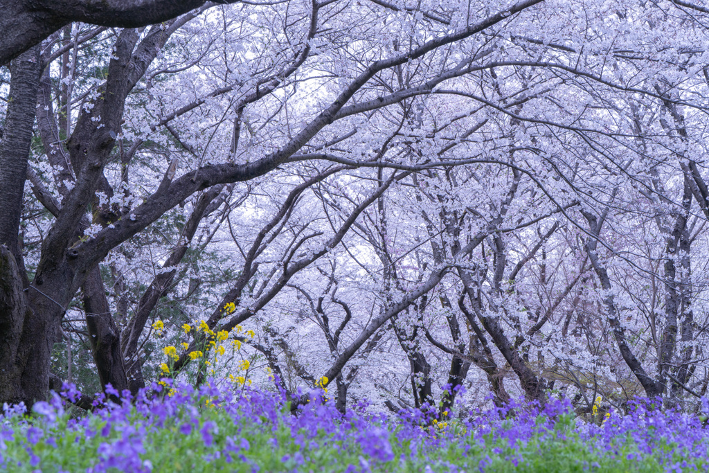 桜