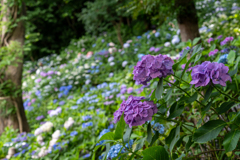 紫陽花