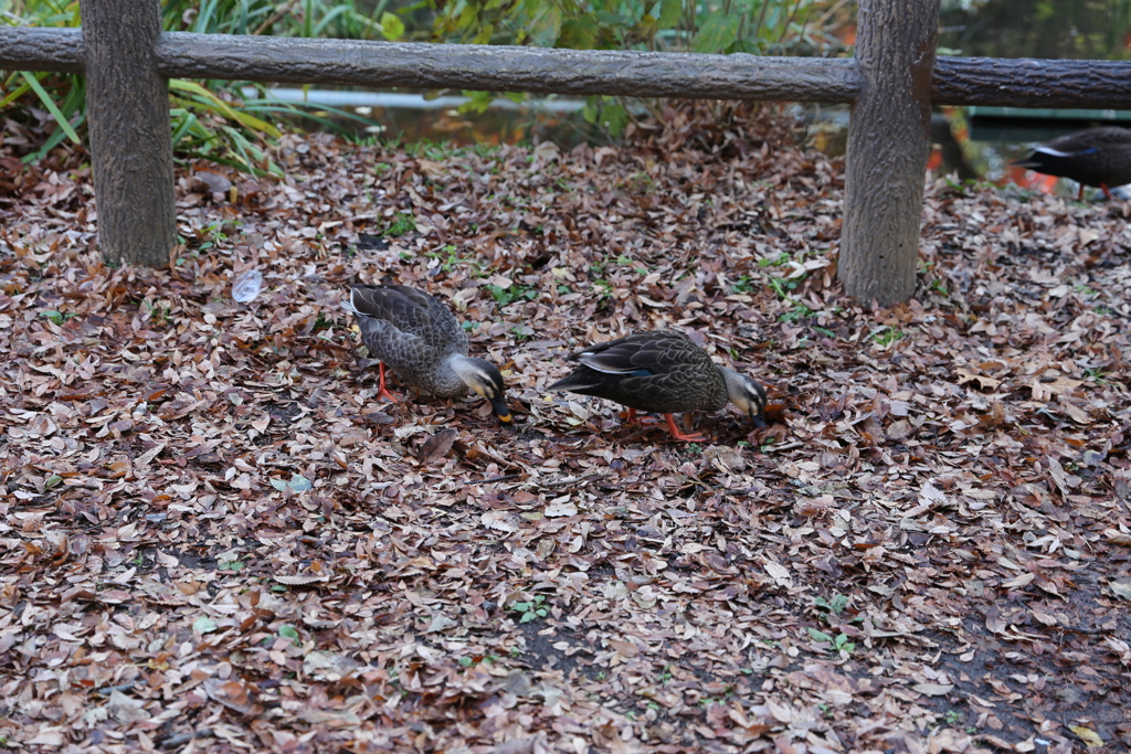 むしゃ　むしゃ