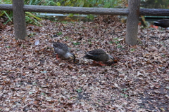 むしゃ　むしゃ