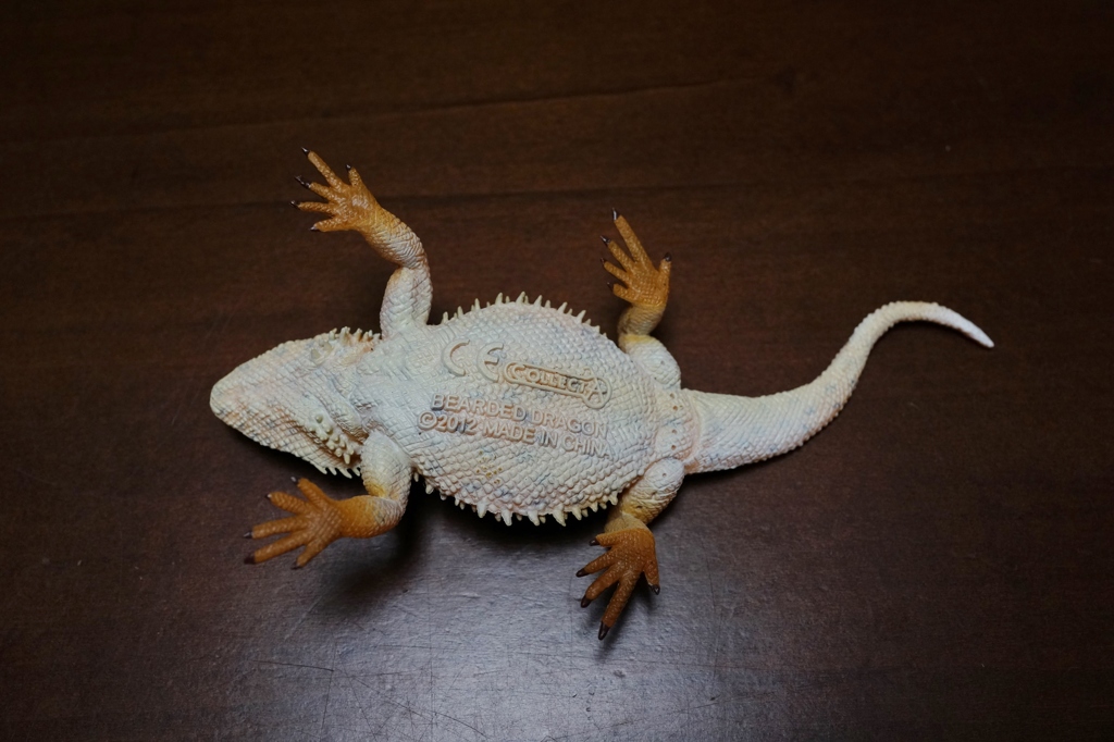 フトアゴヒゲトカゲ (2)