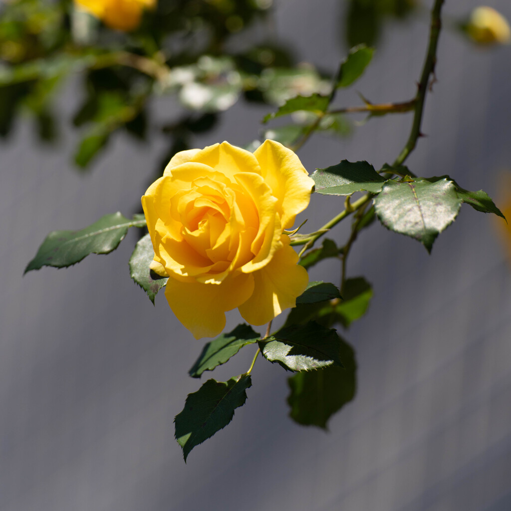 黄薔薇