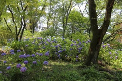 薬師池公園 (42)