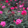 真夏の薔薇