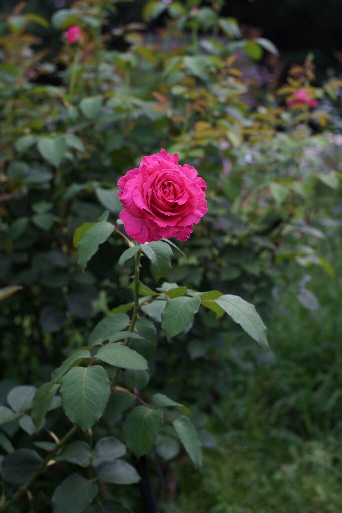 薔薇