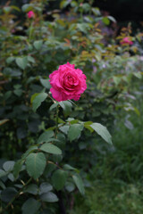 薔薇