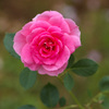 薔薇