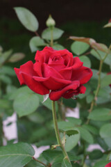 薔薇