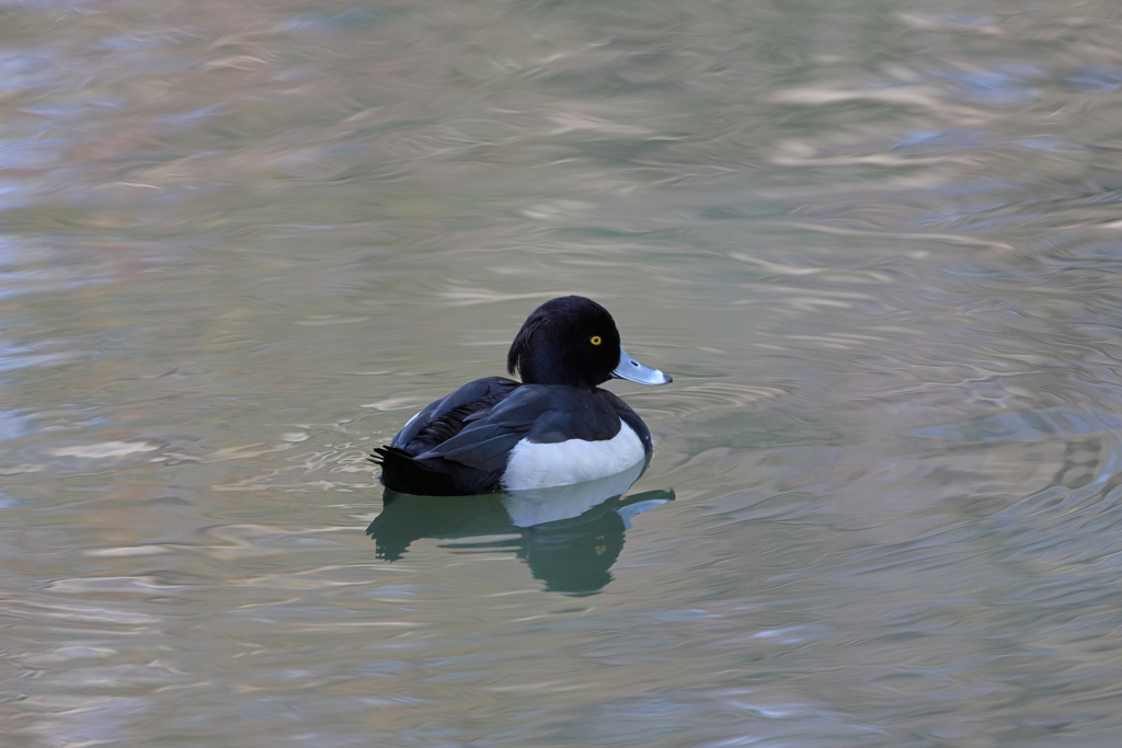 キンクロハジロ