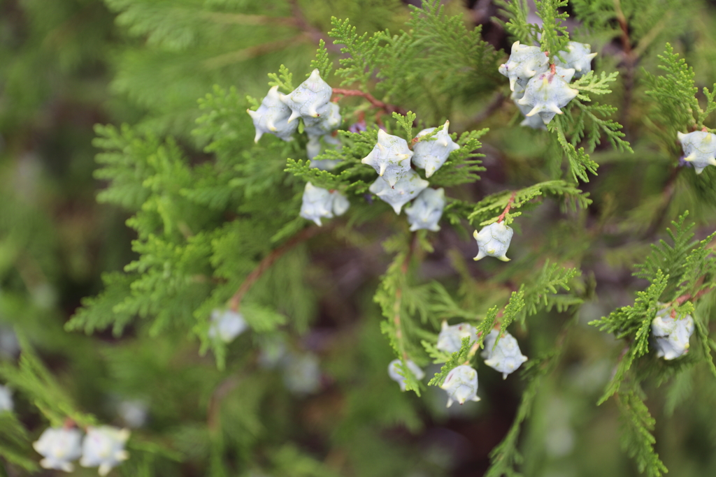 金平糖のような実