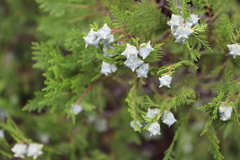 金平糖のような実