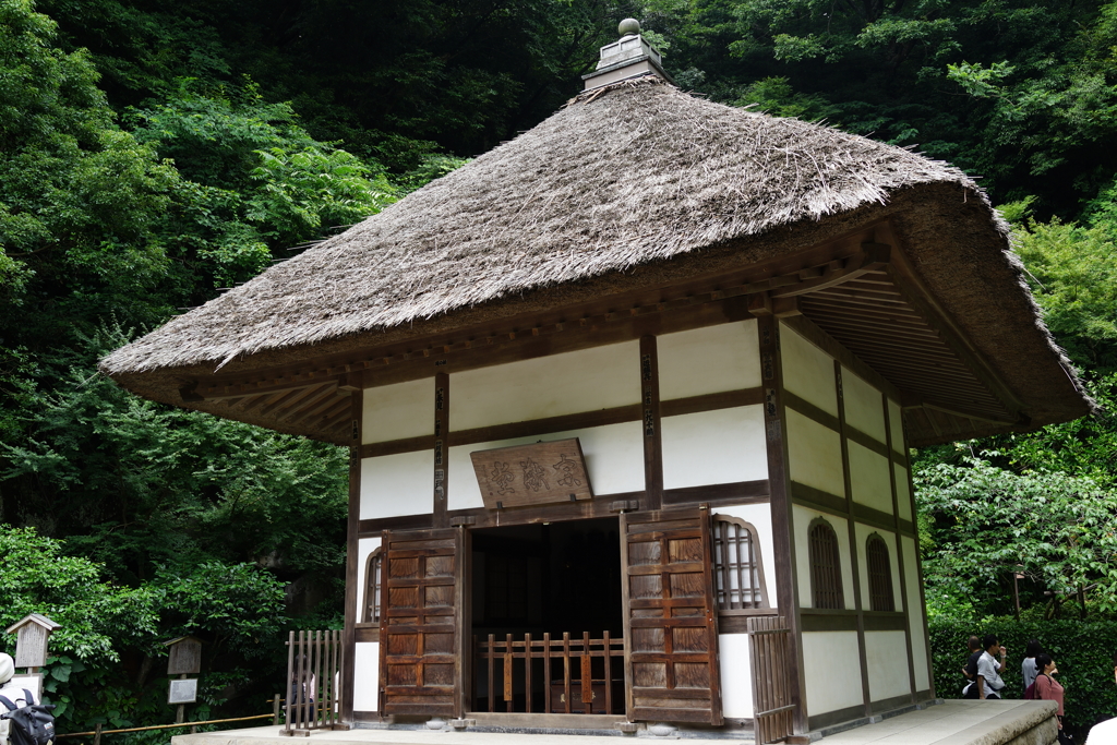 明月院　紫陽花 (23)