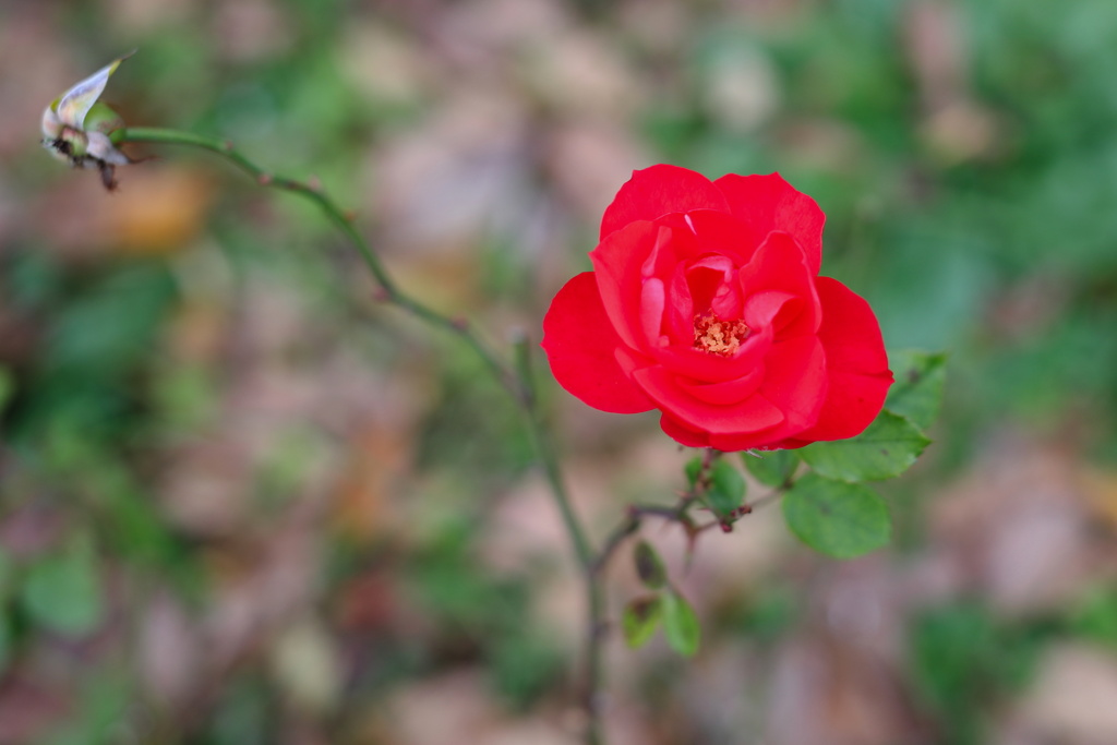 ラ・セビリアーナ