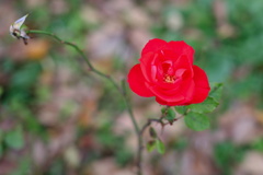 ラ・セビリアーナ