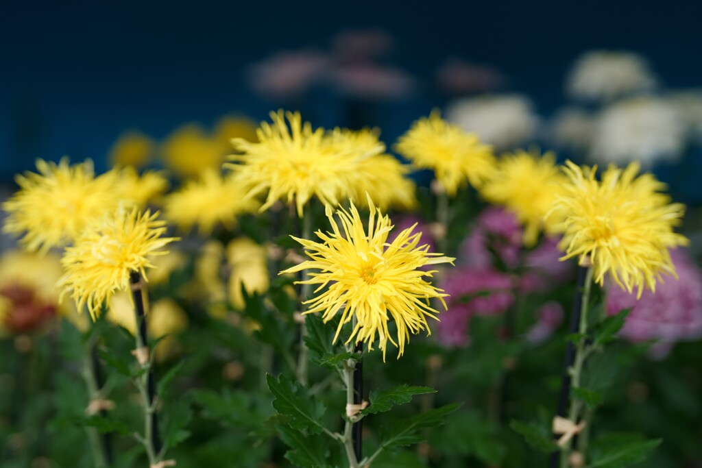 菊