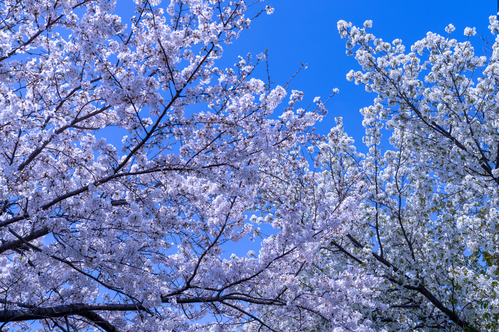 ニ色の桜