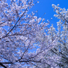 ニ色の桜