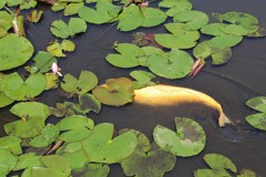 頭隠して尻隠さず (2)