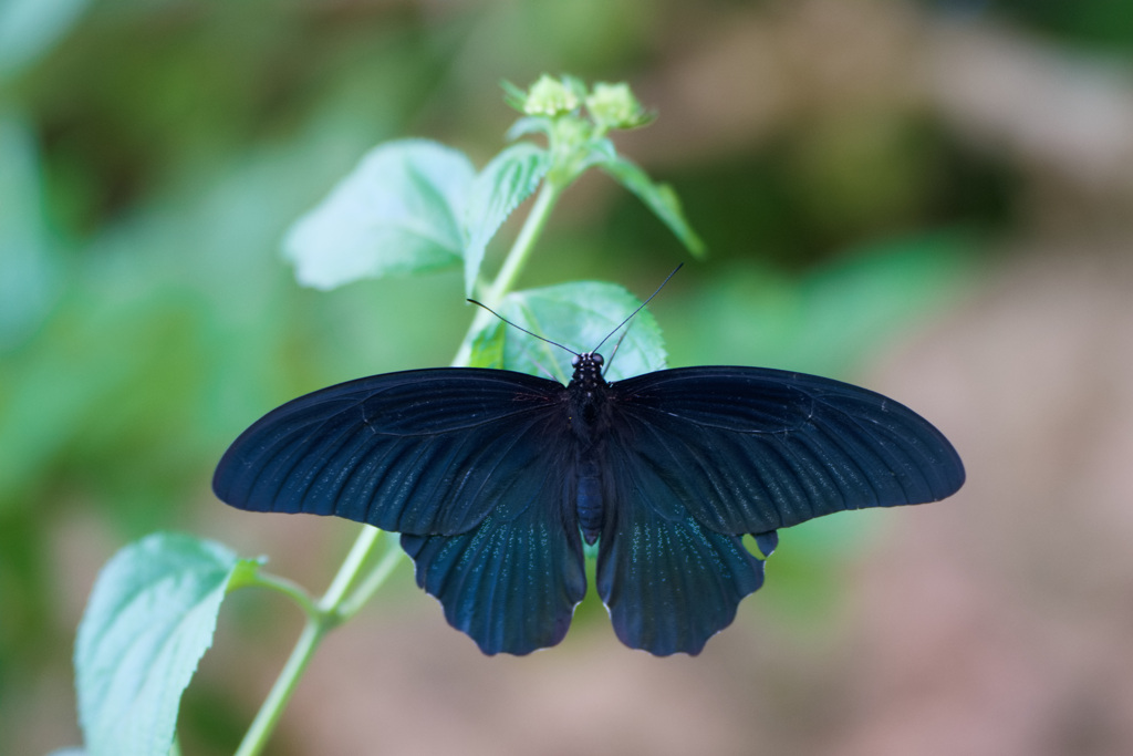 ナガサキアゲハ