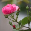 薔薇