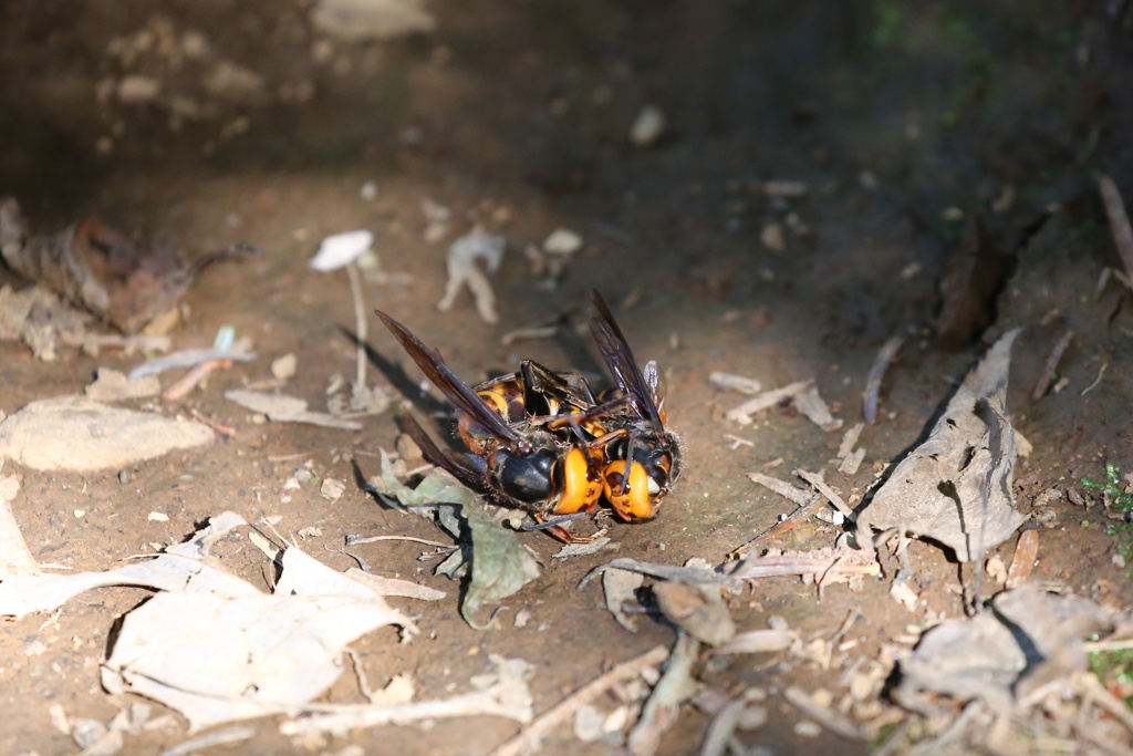 高尾山  オオスズメバチ