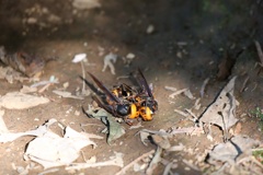 高尾山  オオスズメバチ