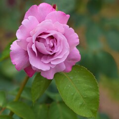 薔薇　シャルル・ド・ゴール