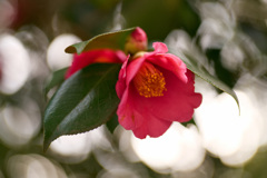 椿　or　山茶花