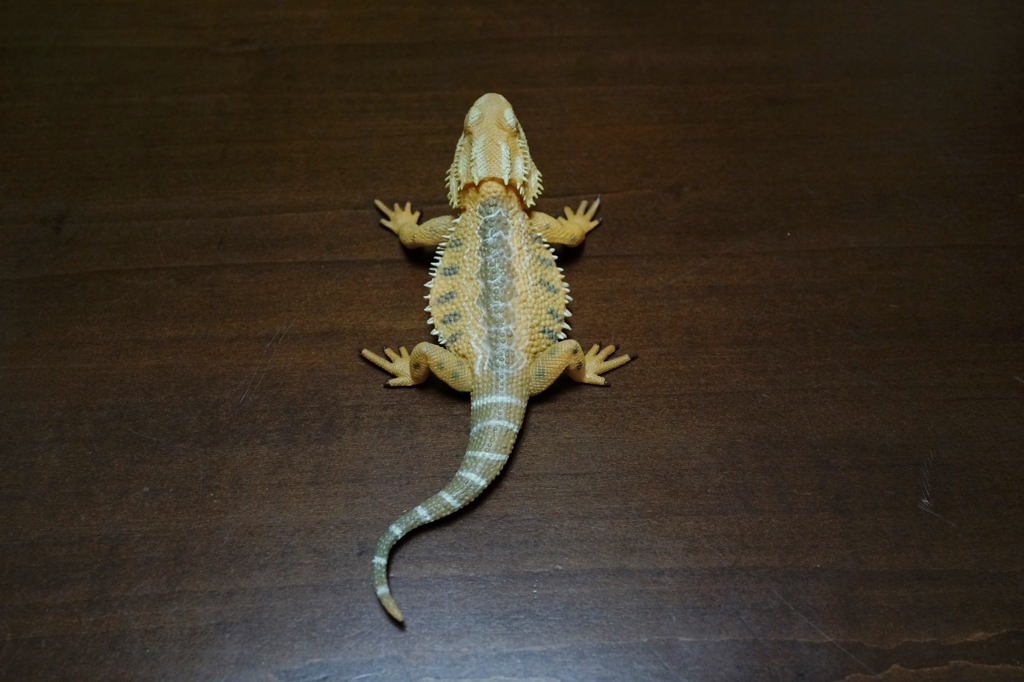 フトアゴヒゲトカゲ (3)