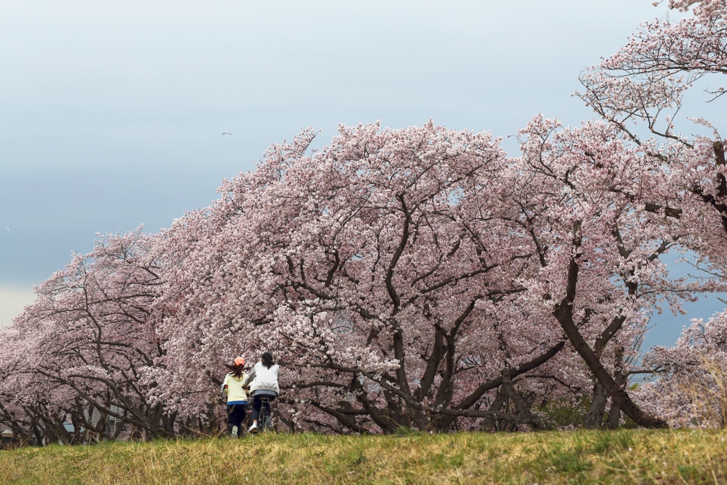 福生　桜 (3)
