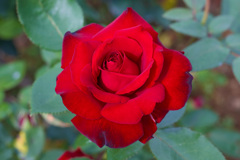 紅薔薇　ナディア