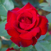 紅薔薇　ナディア