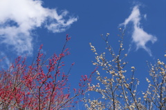 高尾梅郷　木下沢梅林 (6)