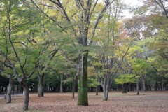 代々木公園