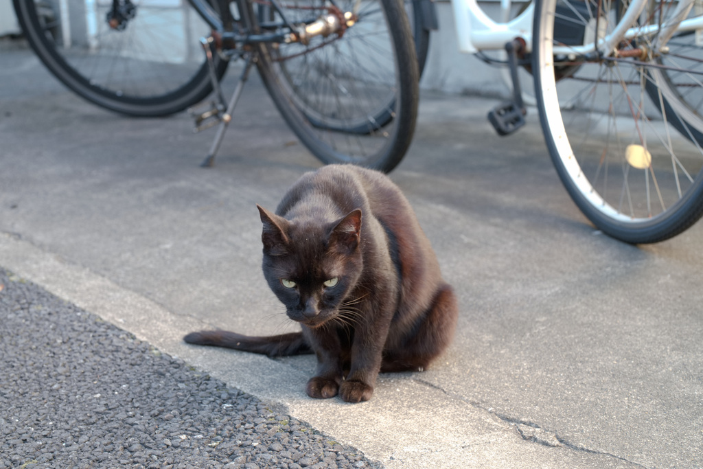 江戸の黒豹