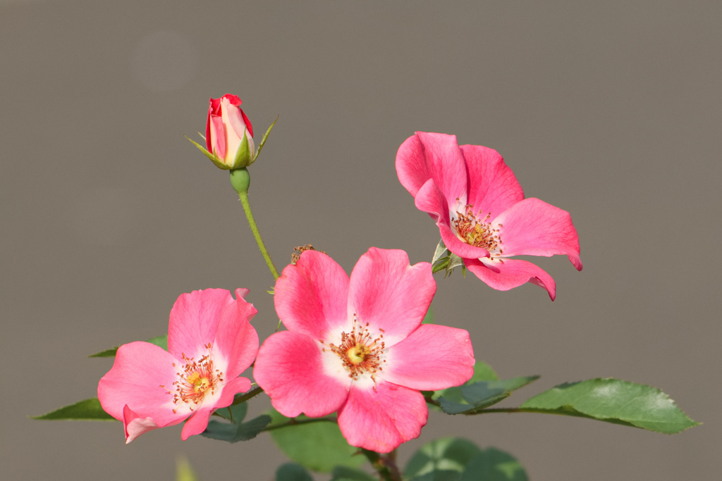 おはよう　な花