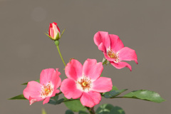 おはよう　な花