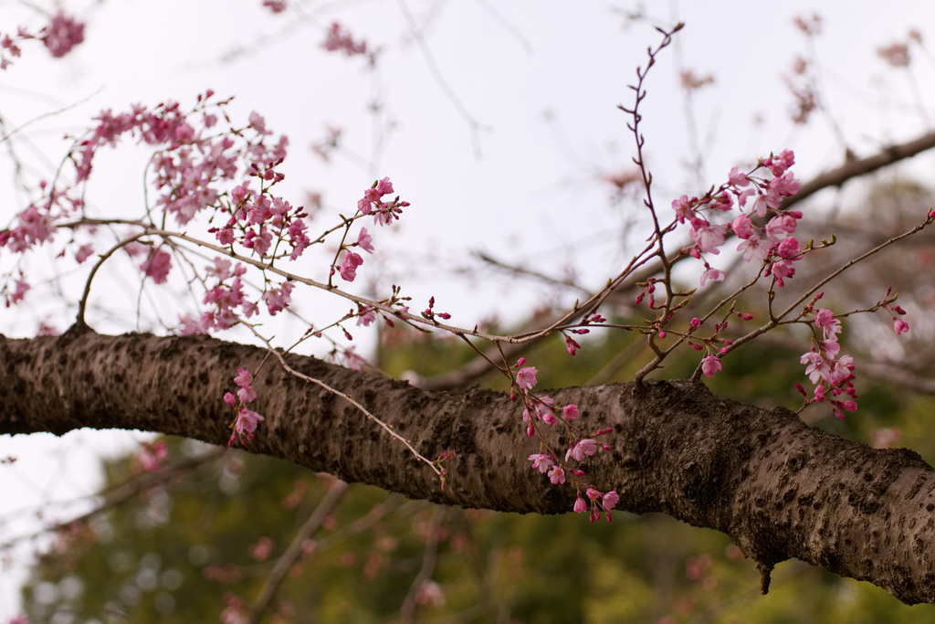 桜　ベニシダレ