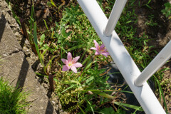 路傍の花